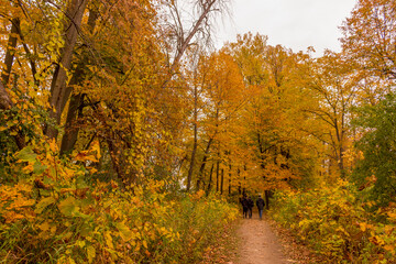 Obraz premium Colorful beautiful Autumn landscaping Ottawa Ontario Canada