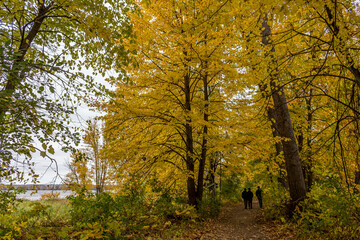 Fototapeta premium Colorful beautiful Autumn landscaping Ottawa Ontario Canada