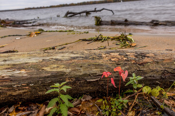 small red maple tree by the river in Autumn