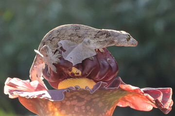A Halmahera giant gecko is hunting for flies on a stink lily (Amorphophallus paeoniifolius). This...