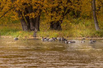 Colourful beautiful Autumn landscaping on the lake