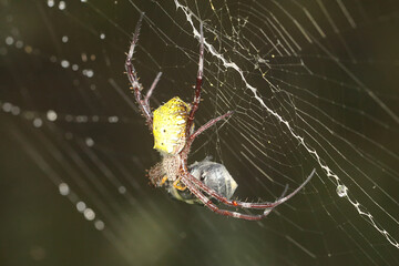 A spider of the species Argiope appensa is preying on an insect trapped in its web. 