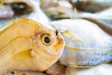 Fresh fish caught by fishermen in the sea.