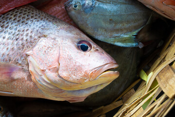 Fresh fish caught by fishermen in the sea.