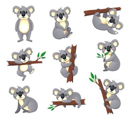 Cartoon koala bear vector characters, funny koala eating and playing on eucalyptus tree branch. Cute Australian animals, gray bears in different poses, standing, sitting, climbing, sleeping, foraging © Buch&Bee