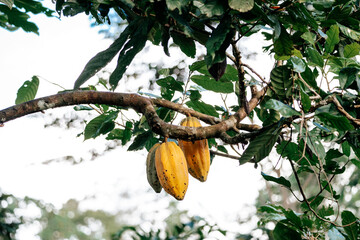 Ripe fruits of Cacao plant in Ecuador