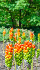Arum italicum (Cuckoo's Pint or Orange Candeflower) with green and red berries on vertical single stalks.
