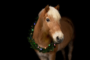 A haflinger pony with an advent wreath around it´s neck on black background