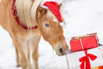 Portrait of a horse sniffing curious at a christmas present