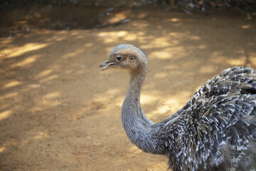 Closeup of a Greater rhea in the Colchester Zoo on a sunny day in England