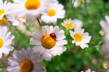 てんとう虫と花