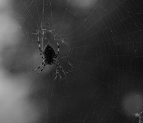 Macro grayscale shot of the spider on a spiderweb