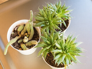 Three beautiful cacti in white pots on table