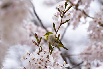 桜とメジロ