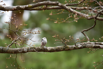 Obraz premium モミジの木に止まる春のシマエナガ