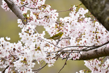 大木の桜にメジロ