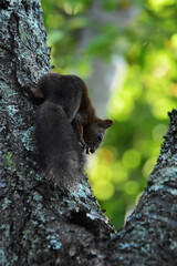 樹上から下を見るエゾリス