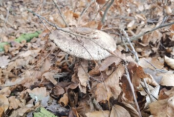 butterfly on the ground