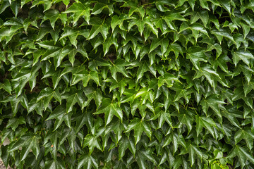 Green leaves pattern background