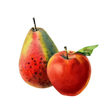 Pear and apple in watercolor botanical realistic illustration isolated on white