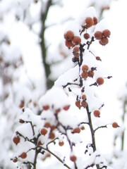 Snow covered tree branches with fruits