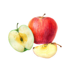 Whole, half and slice of apple, fruit composition in botanical illustration