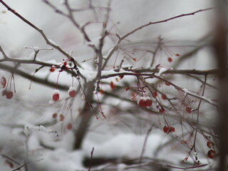 Snow covered tree branches with fruits