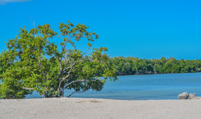 Mangroves in the Florida Keys on Sombrero Beach, Marathon, Florida