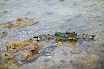 Close up shot of a cute crab