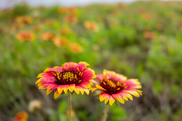 Close up shot of Gaillardia pulchella blossom