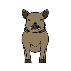 Boar