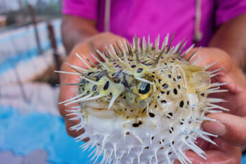 Close up shot of people holding a cute Fugu