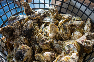 Close up shot of many oyster
