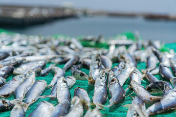 Sunny view of many little fish being dried at the Harbor