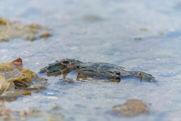 Close up shot of a cute crab