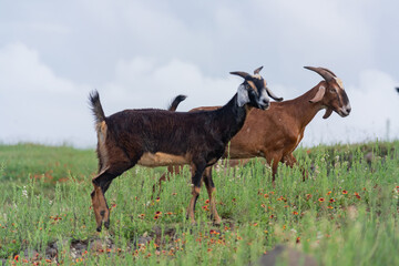 Goat standing on a glass field at Penghu