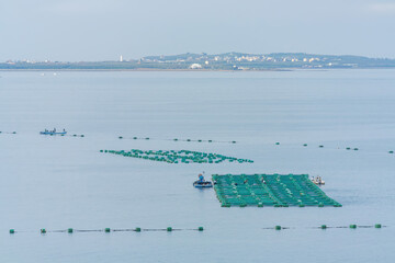 Many oyster farm on the sea