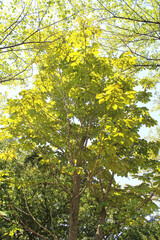 新緑　エコロジー