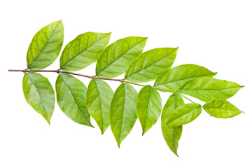 Fototapeta premium Fresh green leaves on twigs, isolated on white background 