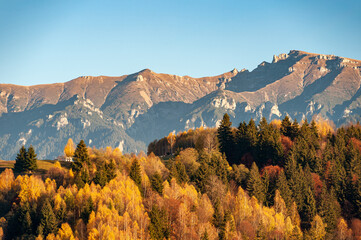 Beautiful view of trees with autumn colors on the mountain