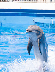Selective focus shot of a dolphin in a swimming pool © Gust Fisch/Wirestock