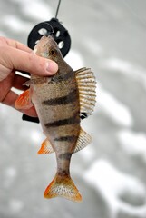 Winter fishing on the river, perch fishing.