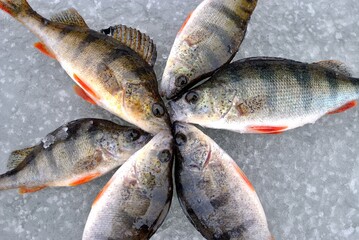 Winter fishing on the river, perch fishing.