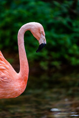Selective focus shot of a pink flamingo © Gust Fisch/Wirestock