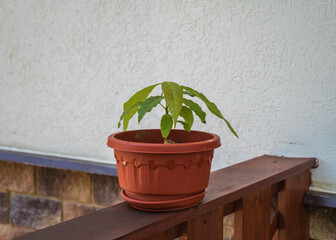 Young plant with green leaves grows in brown pot