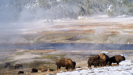Herd of bison grazing in the dry foggy field with a river on the background of fir trees in winter