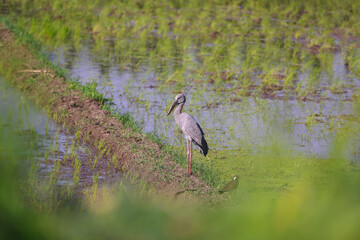 Asian openbill in green field