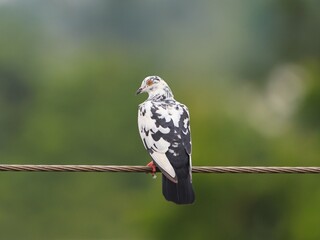 dove on a wire