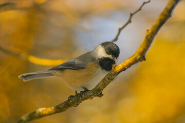 Obraz premium A bird picture photographed at Wye marsh Wildlife centre, Ontario, Canada.