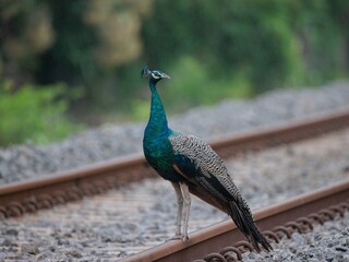 peacock standing in a track with drizzling rain